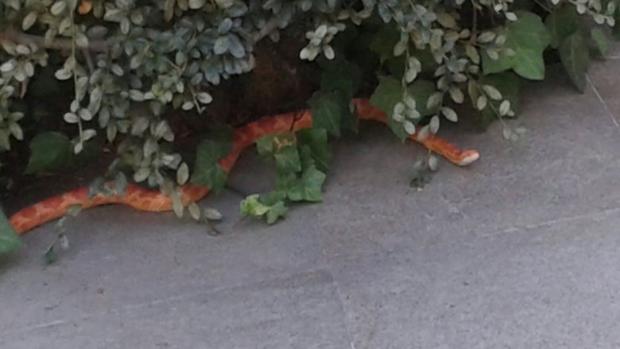 La serpiente encontrada en la vivienda de Majadahonda